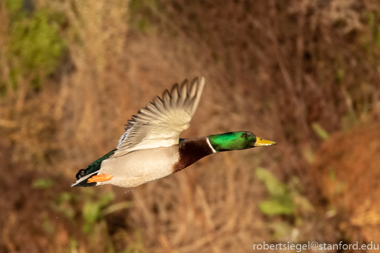 emily renzel wetlands